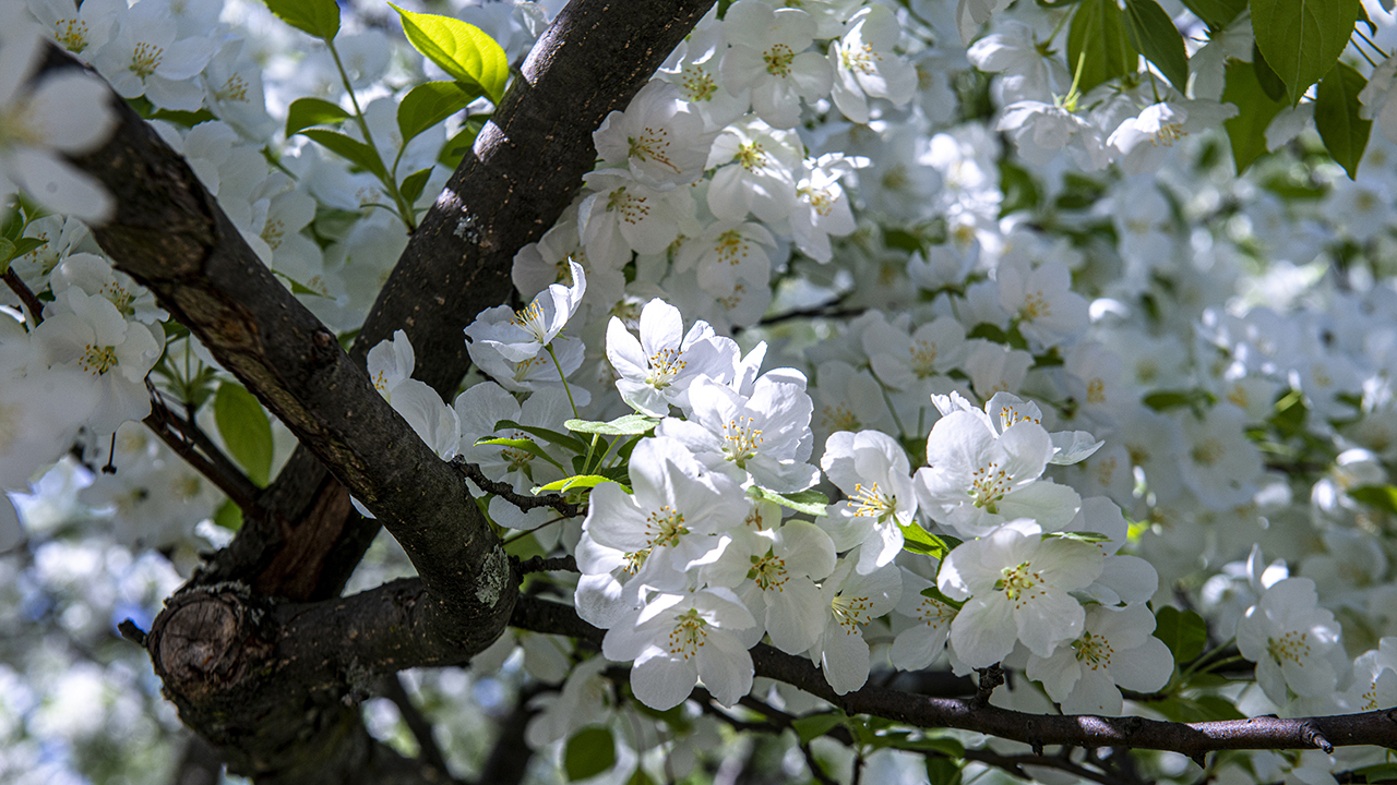 Zoom BG - Flowers in Spring